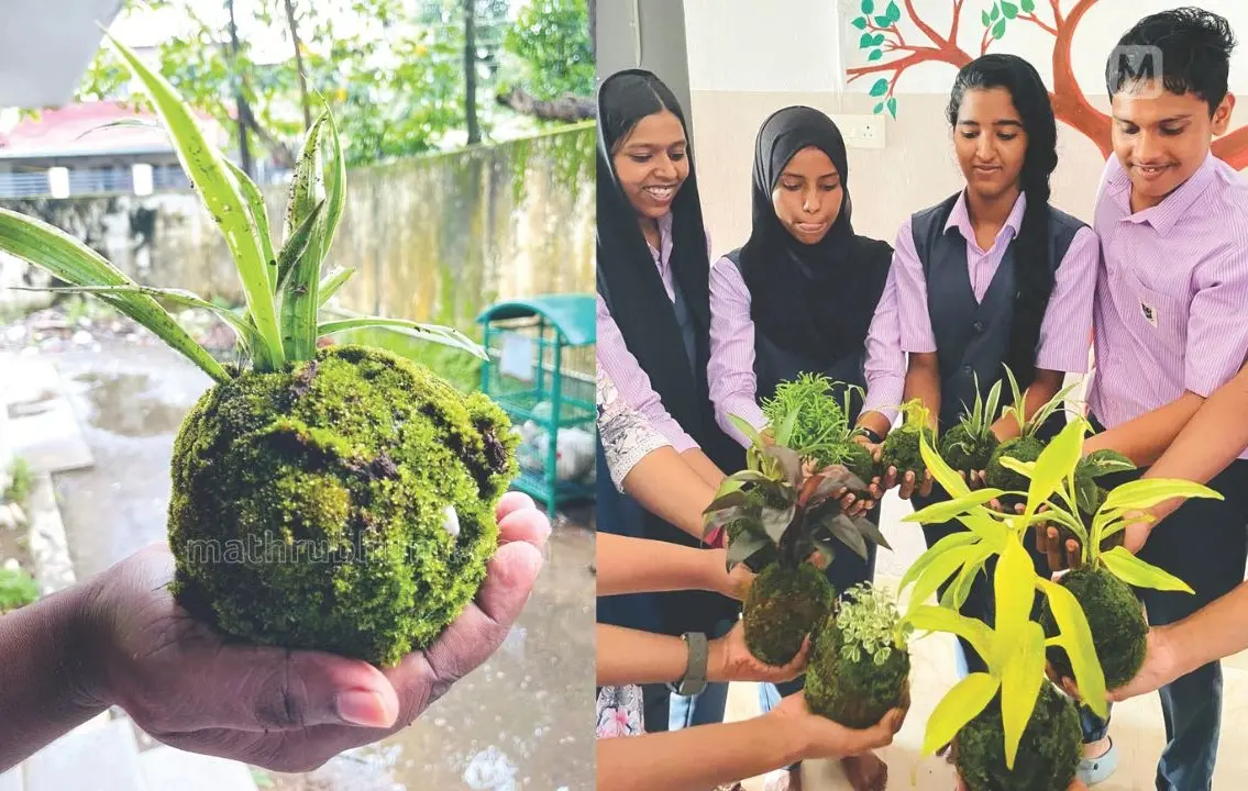 kokedama plants