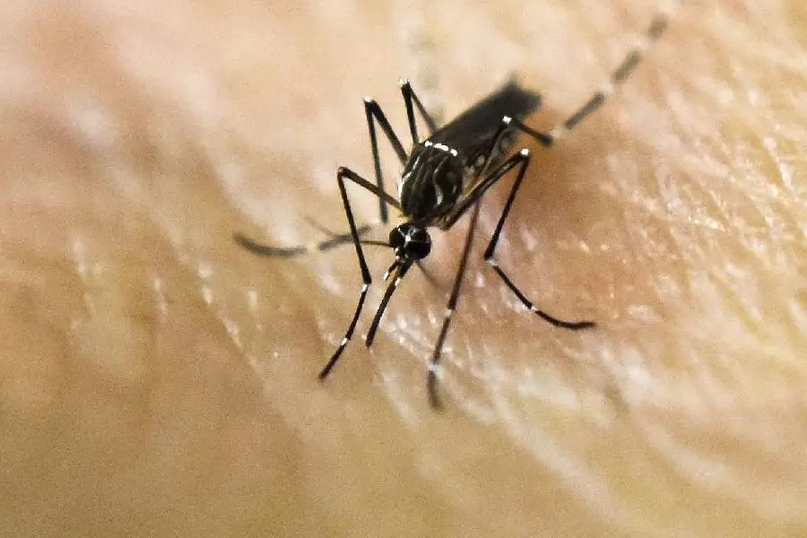 Dengue outbreak: 14 health workers affected at Kottaparambu hospital in Kozhikode