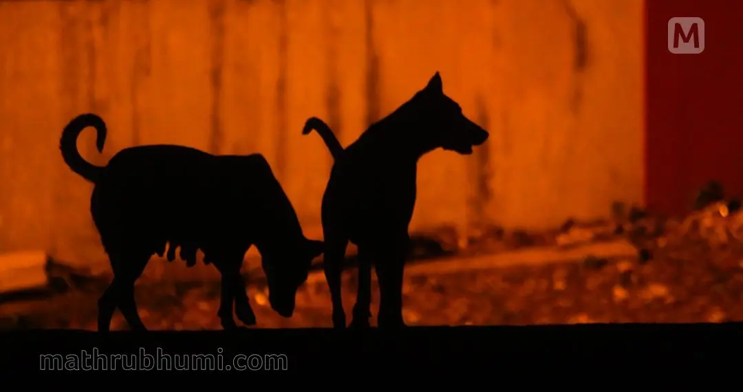 Representative Image  | File Photo: Mathrubhumi