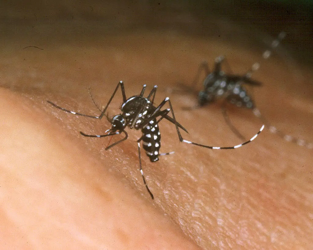 Tiger mosquito | Photo: Getty images