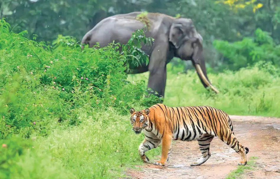 Photograph by Manoj Madhav.