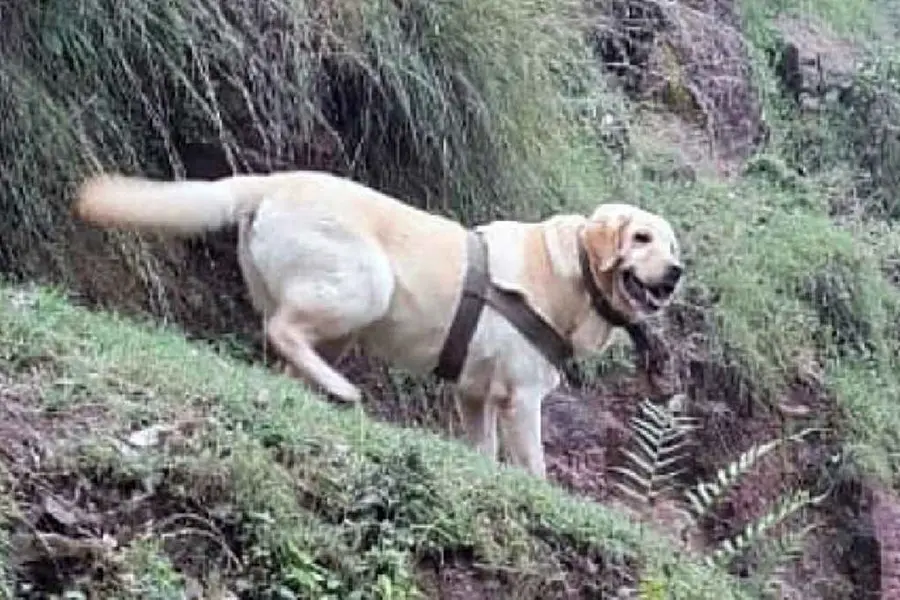 Army’s heroic dog Kent honoured with President's Gallantry Award for sacrifice in Jammu