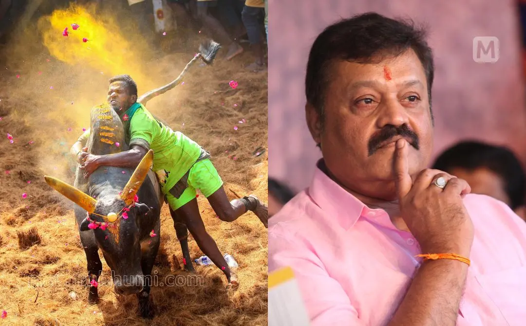 Jallikattu, Suresh Gopi | Photo: Sreejith P Raj, Biju Varghese \ Mathrubhumi
