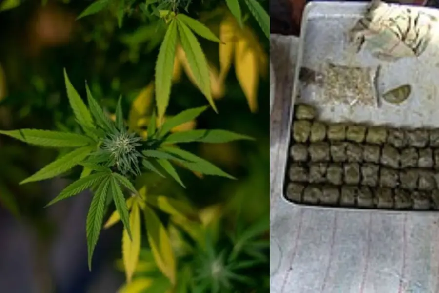 Odisha govt officially declares 'Bhang' as an intoxicant