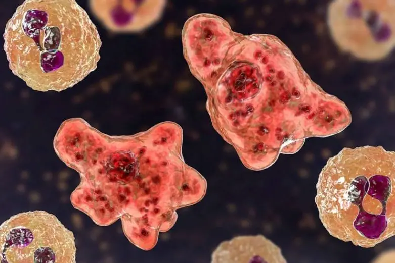 7 cases of amebic meningoencephalitis confirmed in TVM, health officials issue warnings