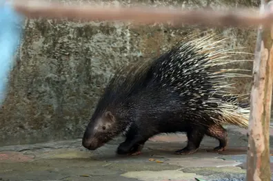 Kerala to seek nod from Centre to kill wild animals that pose threat to human life