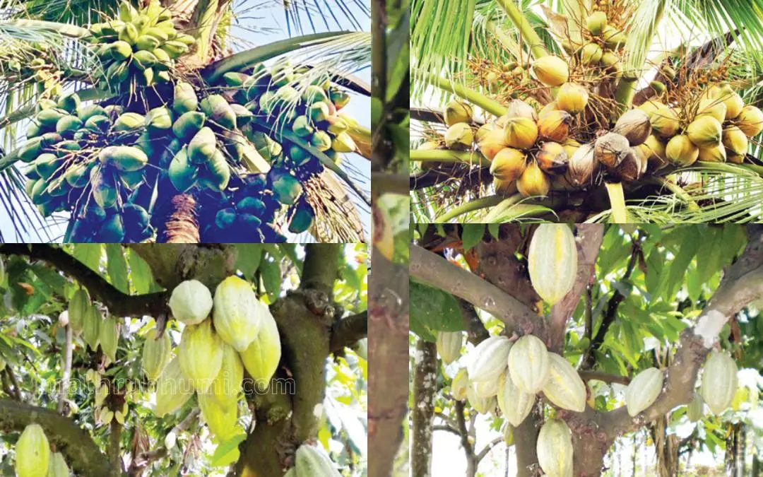 കല്പസുവർണ, കല്പശതാബ്ദി, വി.ടി.എൽ.സി.എച്ച്.-ഒന്ന്, വി.ടി.എൽ.സി.എച്ച്.- രണ്ട്