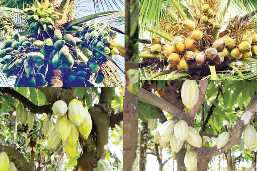 പുതിയ തെങ്ങ്, കൊക്കോ തൈകൾ വികസിപ്പിച്ച് കേന്ദ്ര തോട്ടവിള ഗവേഷണകേന്ദ്രം