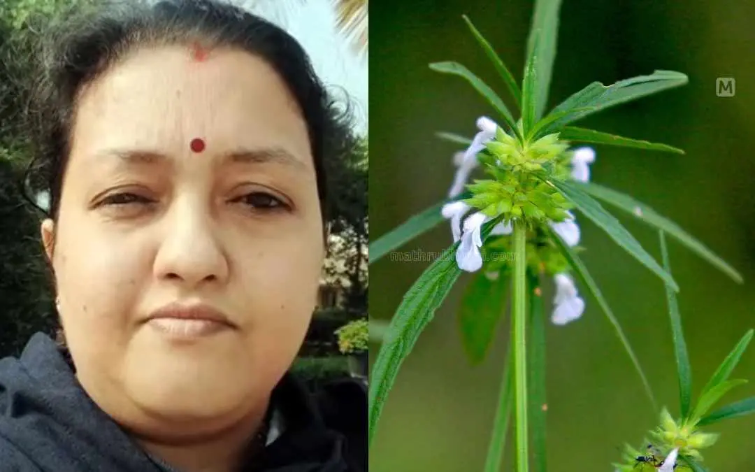 Indu, Leucas Aspera | Photo: Mathrubhumi