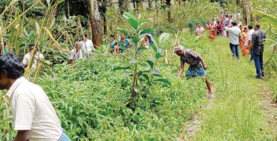 Workers seizing Nedumparambil cardamom estate | Mathrubhumi