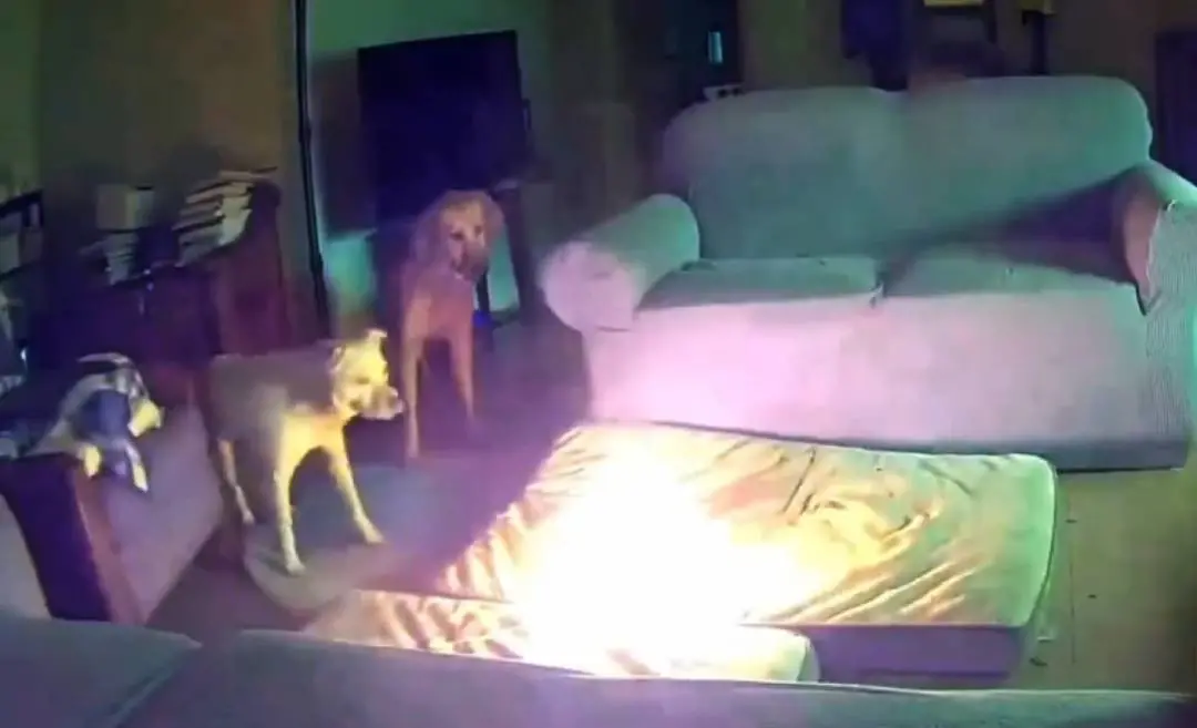 Scenes from the video