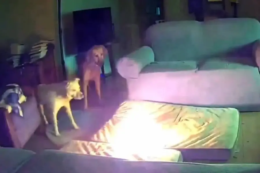 Pet dog causes house fire by chewing on Lithium-ion battery | Watch Video