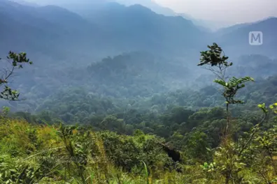 Kerala govt continues to lay off temporary forest watchers above 56