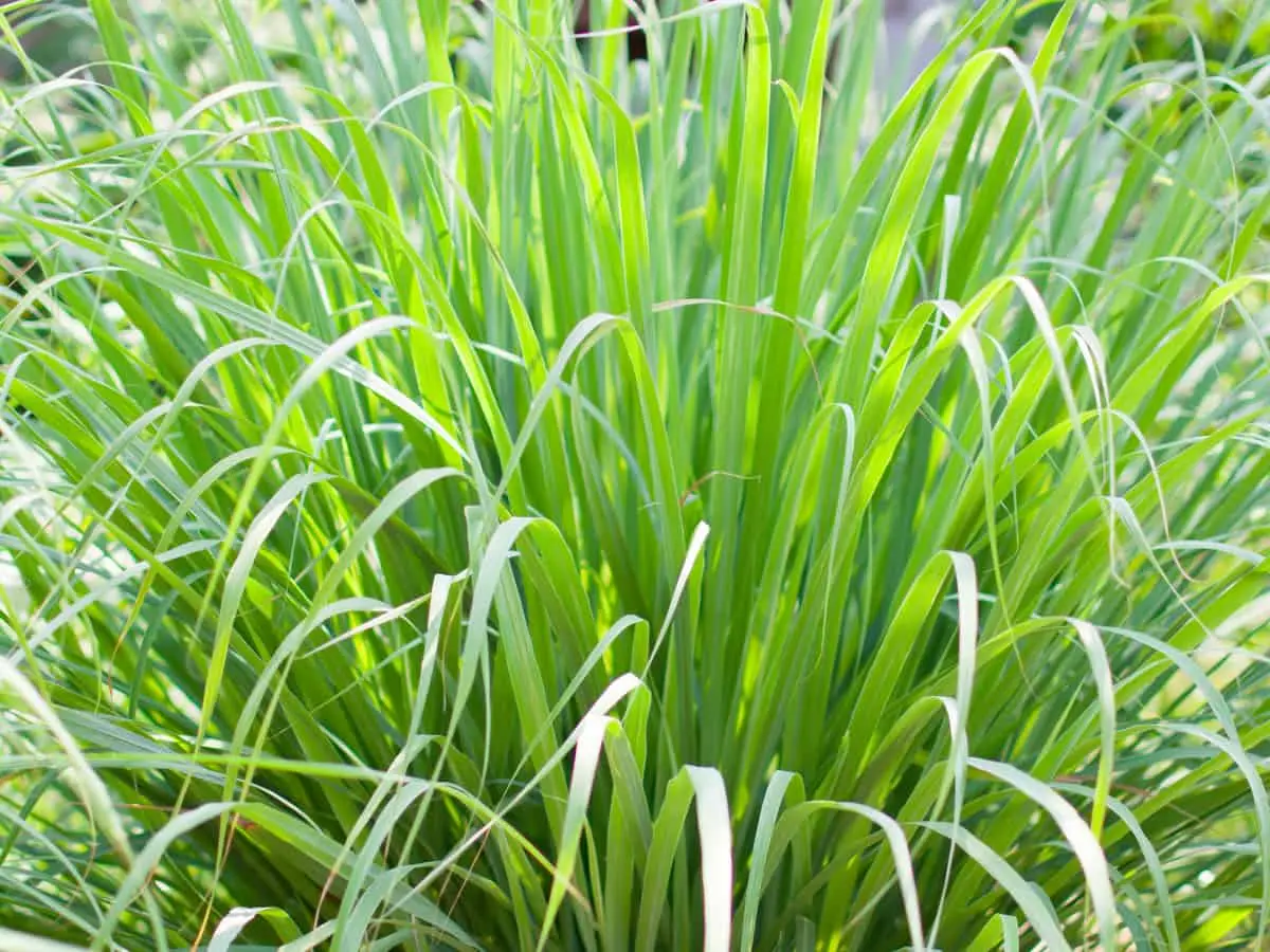 Lemon Grass
