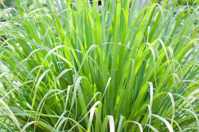 CMFRI set to revive lemon grass cultivation with innovative solutions