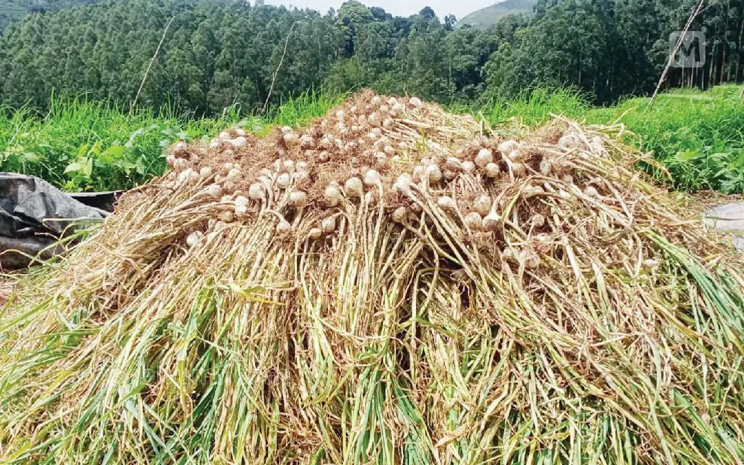 Harvested garlic in Kanthalloor | Photo: Mathrubhumi