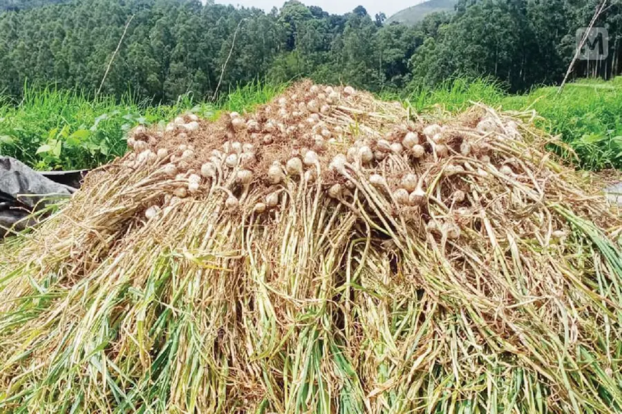 Kanthalloor garlic fetches record price; Rs 300 to 400 per kg