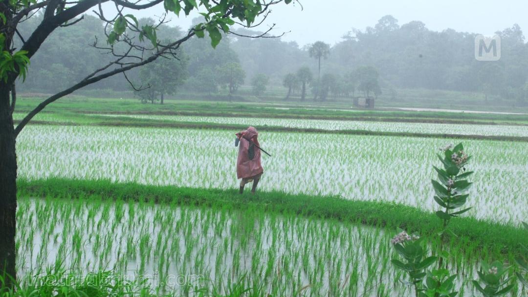 IMD forecasts heavy rainfall in Kerala for next 2 days | Mathrubhumi English