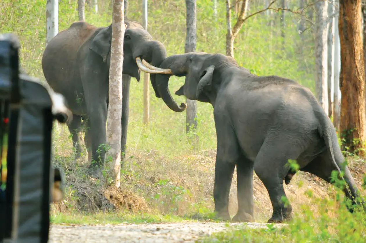 Wild elephants in Muthanga wildlife sanctuary
