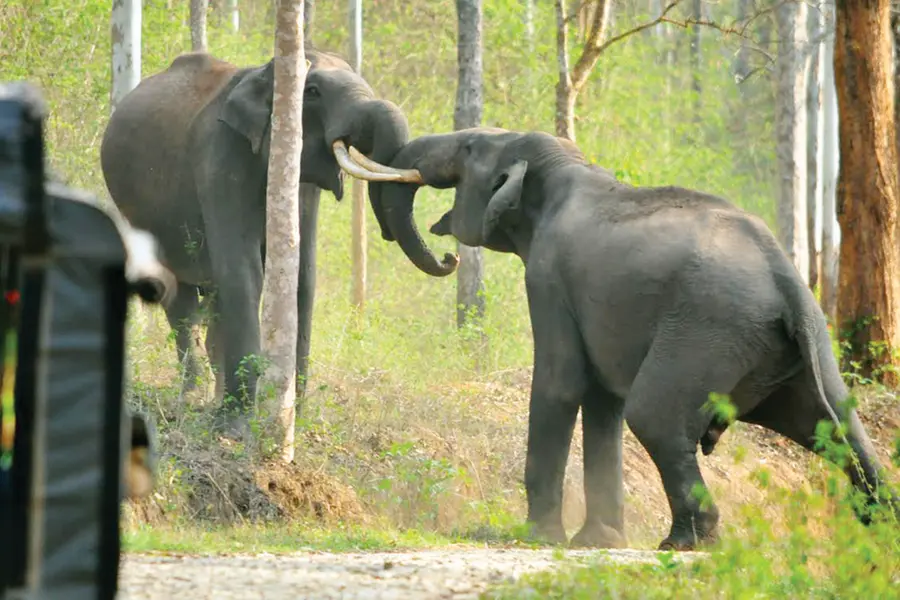 Is Kerala’s wild elephant census accurate? Need a mobile app akin to ‘M Stripes’
