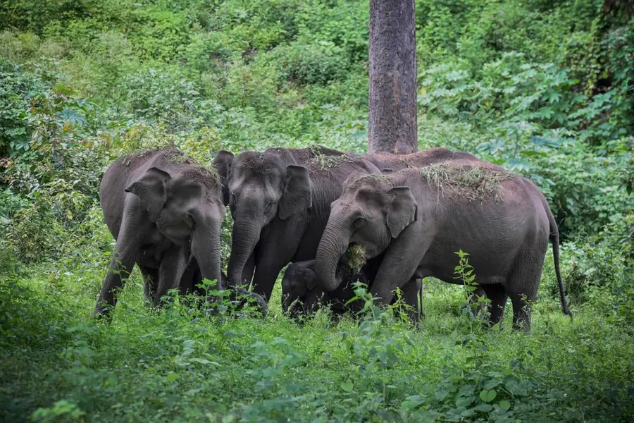 Kerala sees 124 deaths in human-elephant conflicts over five years, nationwide toll reaches 2,853
