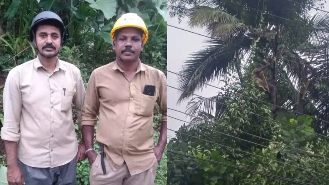 KSEB employees who saved the life of a tree trimmer (shown in the second photo) | Mathrubhumi