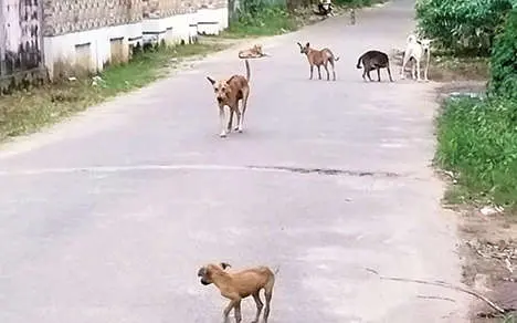 Stray dogs wandering on the road near Elamba School | Photo: Mathrubhumi