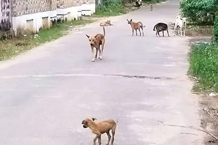 Sterilised dogs released in rural areas in Kerala: Strays multiply, locals bear the brunt