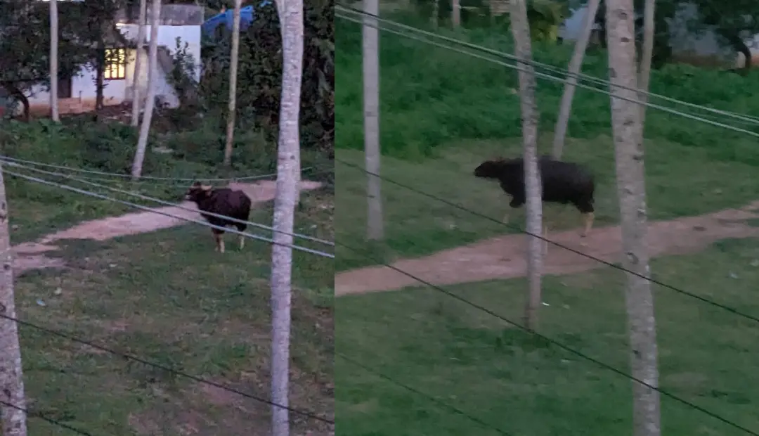 Wild bison spotted at Mangalapuram in Thiruvananthapuram
