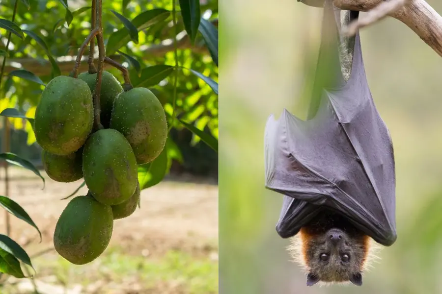 Speculation arises over Ambazhanga consumption by Nipah infected boy during tour to Wayanad