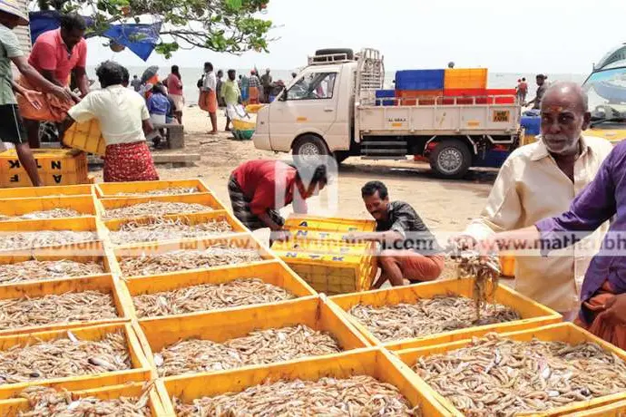 Kerala government calls meeting to address US shrimp export ban