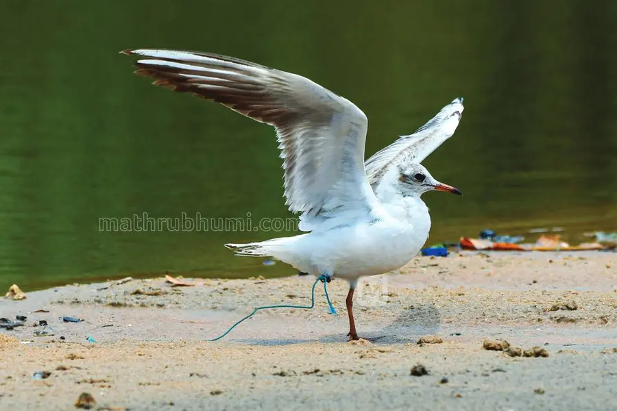 കാലില് ചുറ്റിയ പ്ലാസ്റ്റിക് കയര് കുരുക്കായി; കൂടെവന്നവരെല്ലാം മടങ്ങി, ഒറ്റയ്ക്കായി ദേശാടനപ്പക്ഷി