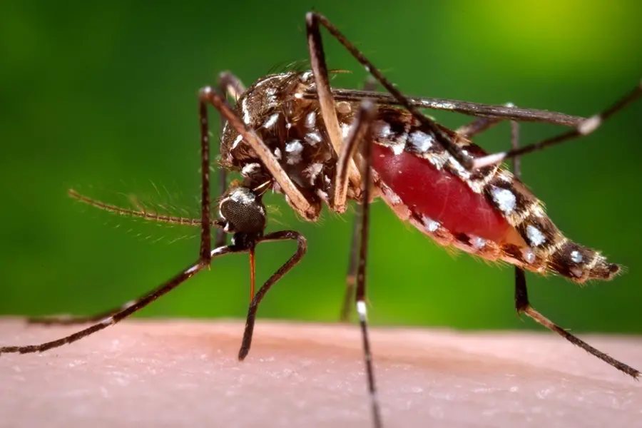 Malaria outbreak hits Kerala's Ponnani; health officials sound alert