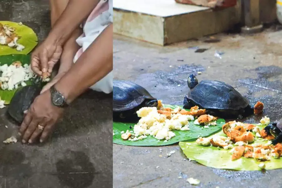 Turtles come in a row from Kerala temple pond to savour upma, vada at nearby hotel