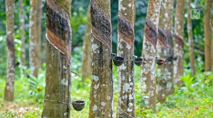 Representational image:(Photo: Sivaprasad/ Mathrubhumi.com)