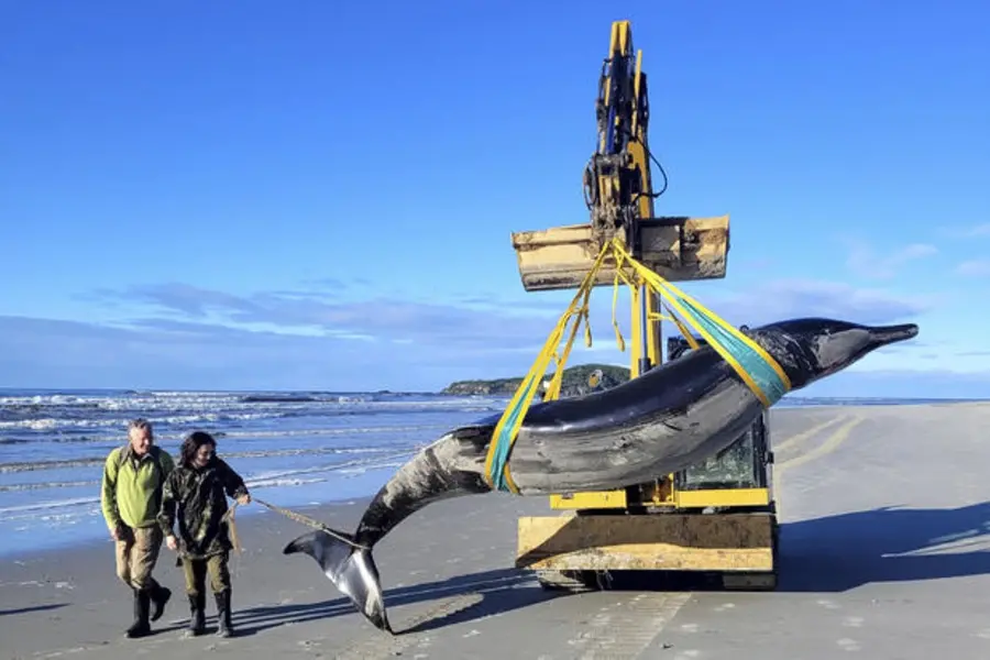 Potential discovery of world's rarest spade toothed whale on NZ beach sparks scientific hope