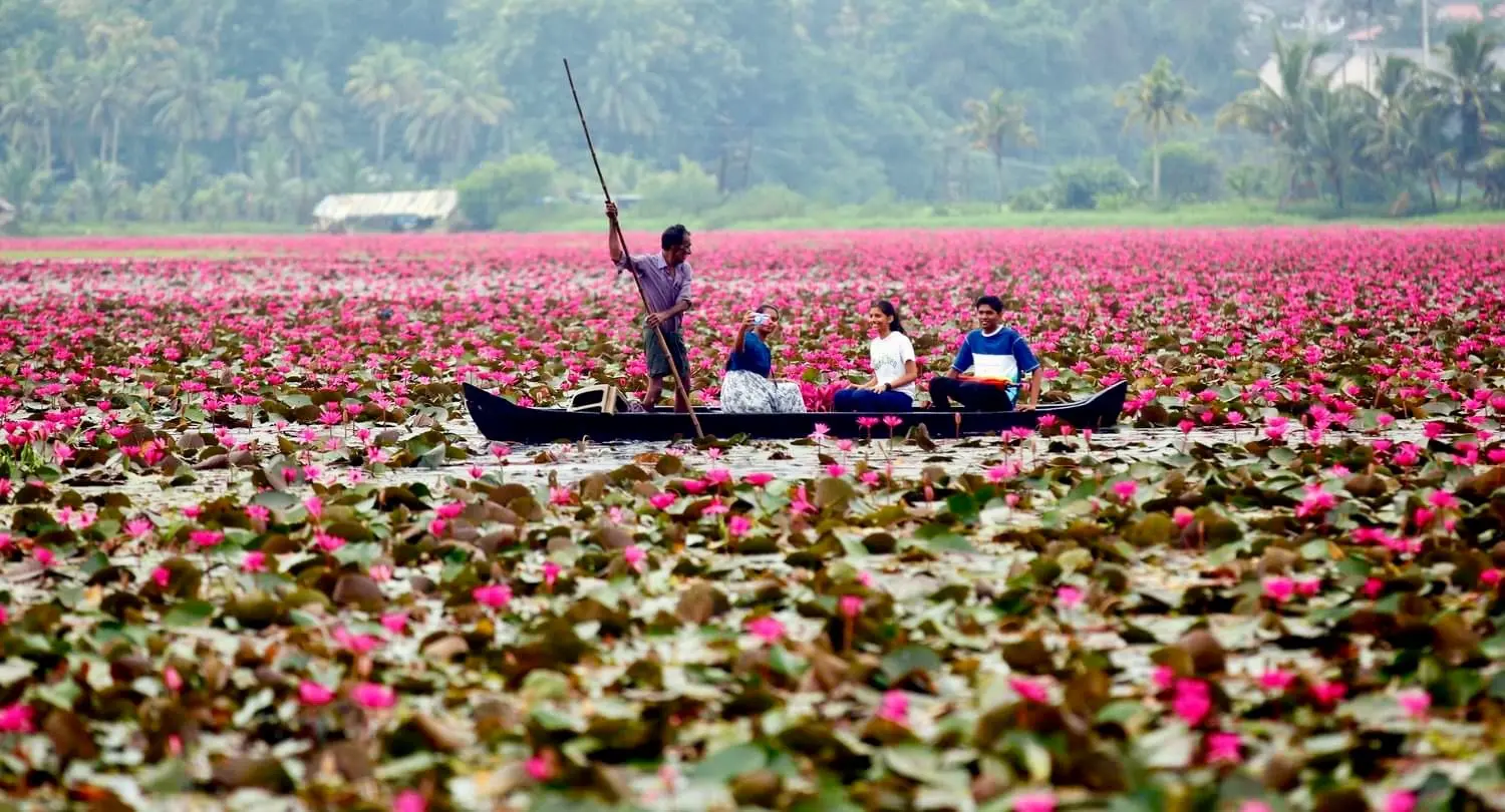 Water lily in Kollad, Kottayam