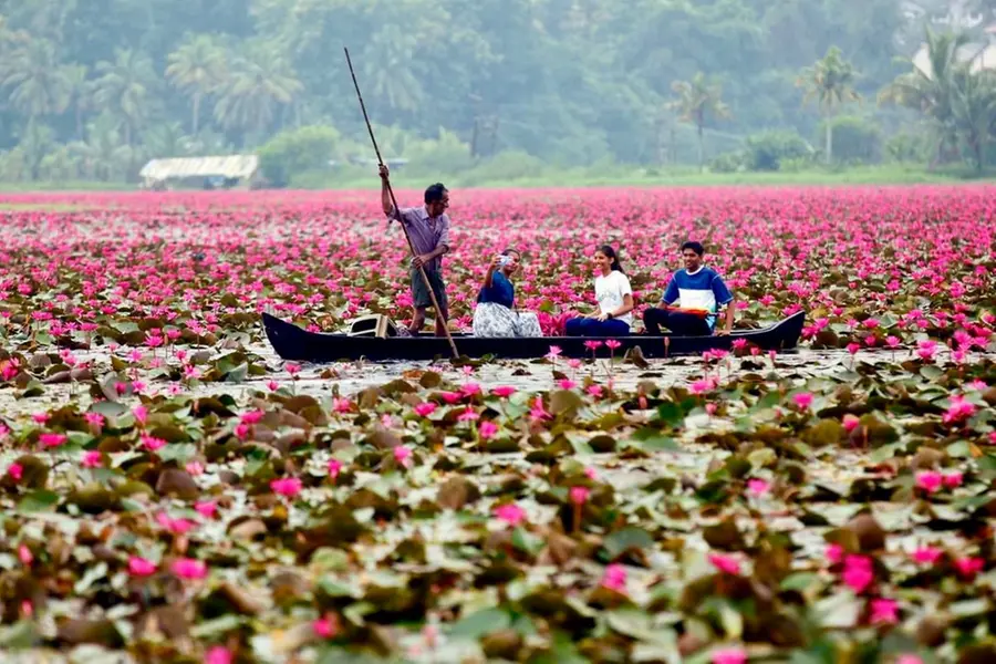 The Magic of Water Lilies: A Visual Treat from Kollad, Kottayam