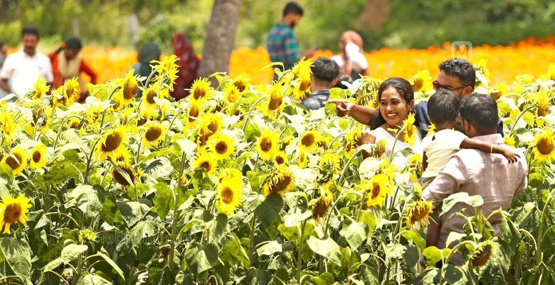 A sunflower field in Gundlupet | Photo: PP Binoj