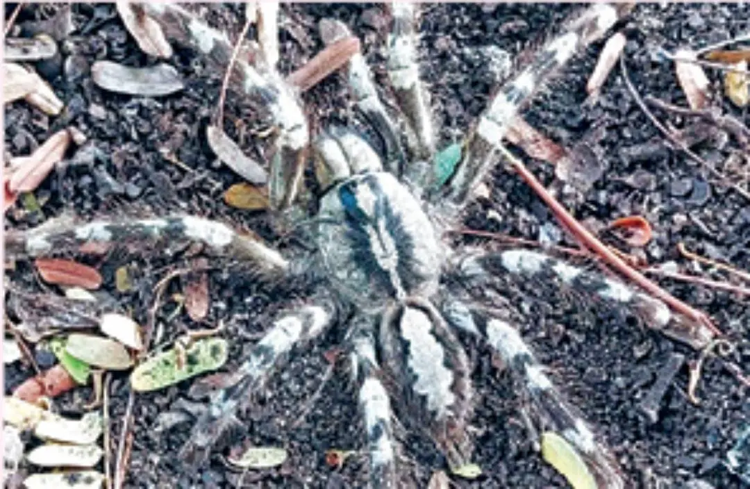 Rameshwaram Parachute Spider