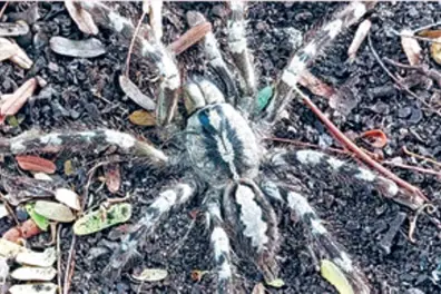 Malayali researcher sets out to conserve endangered Rameshwaram Parachute Spider