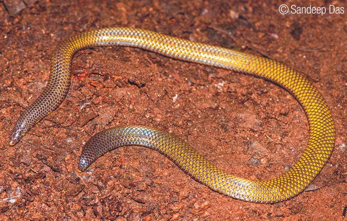 Shield tail snake| photo: Sandeep Das