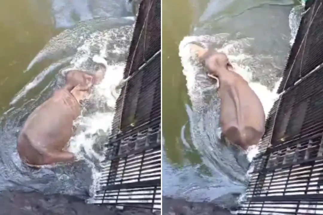 Screengrab of wild elephant stuck in the canal