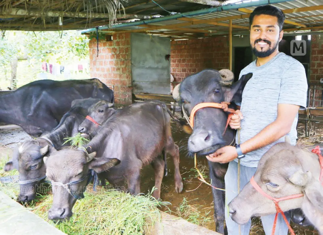 Shailesh Krishan at his buffalo farm in Battathur