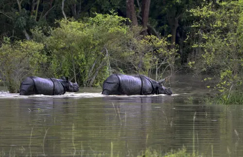 One-horned rhinos at a flood affected area inside the Pobitora Wildlife Sanctuary, in Morigaon district | Photo: PTI