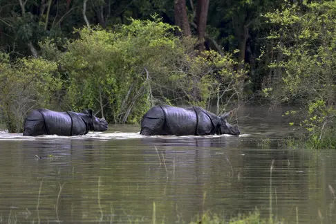Assam floods: 131 wild animals, including six rhinos, die in Kaziranga National Park