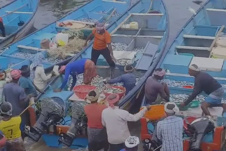 Kerala's Vizhinjam coast witnesses shoal-like season despite trawling ban
