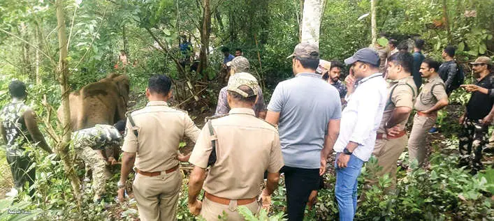 Forest officials administering medication to the wild