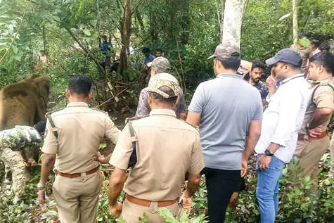 Injured wild jumbo chased to Silent Valley after giving treatment