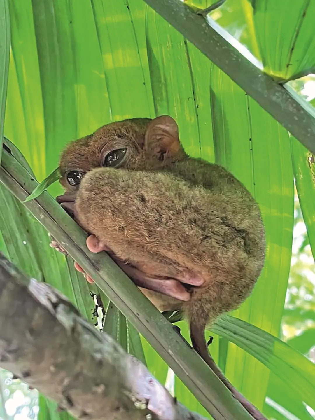 Philippine Tarsier